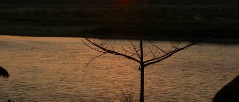A sunset view over a calm body of water with a tree in the foreground and people relaxing on the shore.