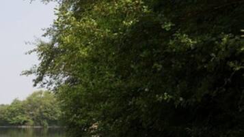 Una hilera de barcos de madera amarrados a un río tranquilo, rodeados de densa vegetación.