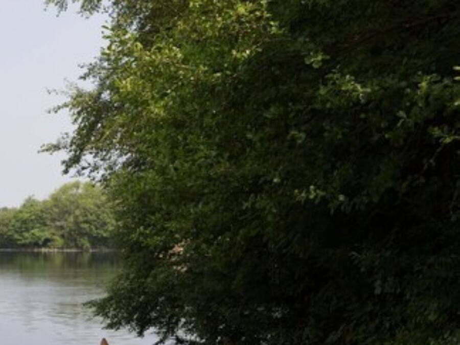Una hilera de barcos de madera amarrados a un río tranquilo, rodeados de densa vegetación.