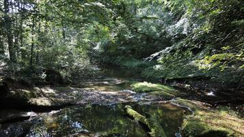 Un área boscosa con un arroyo pequeño y rocas cubiertas de musgo.