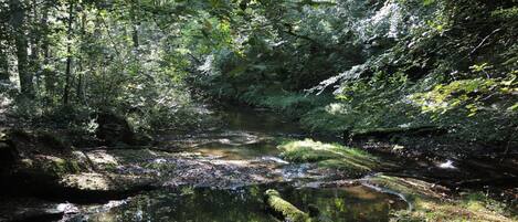 Une zone boisée avec un petit ruisseau et des rochers couverts de mousse.