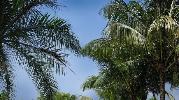A swimming pool surrounded by palm trees and a small gate.