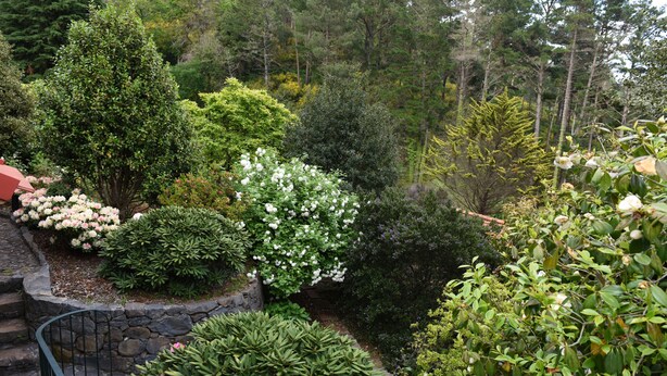 A garden with various shrubs and trees, stone steps, and a stone wall.