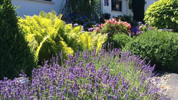 A garden with lavender and ferns in front of a white building with the number 16. - Modern and spacious attic apartment in Abtsteinach im Odenwald (Abtsteinach)