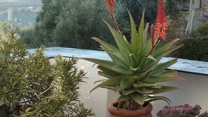 A balcony with potted plants, including aloe and other succulents, overlooking a scenic landscape with trees and a distant view of a bridge. - Picturesque apartment in a medieval village perched at top a mountain ridge (Imperia)
