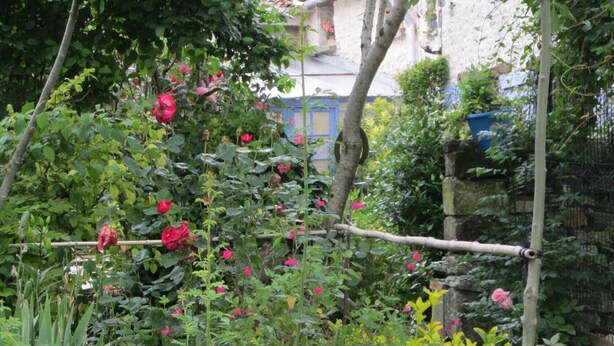 A garden with various plants and flowers, including red roses, and a wooden trellis.