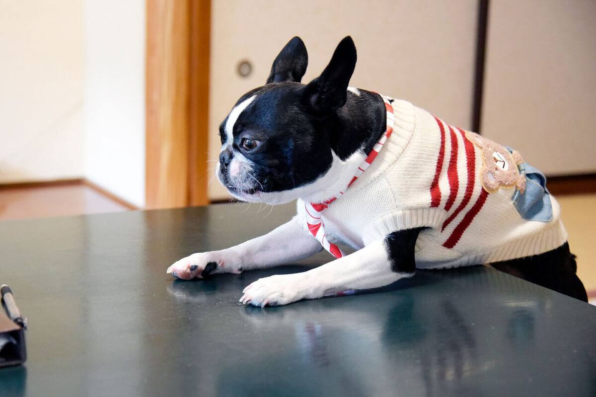 A small dog wearing a sweater on a table.