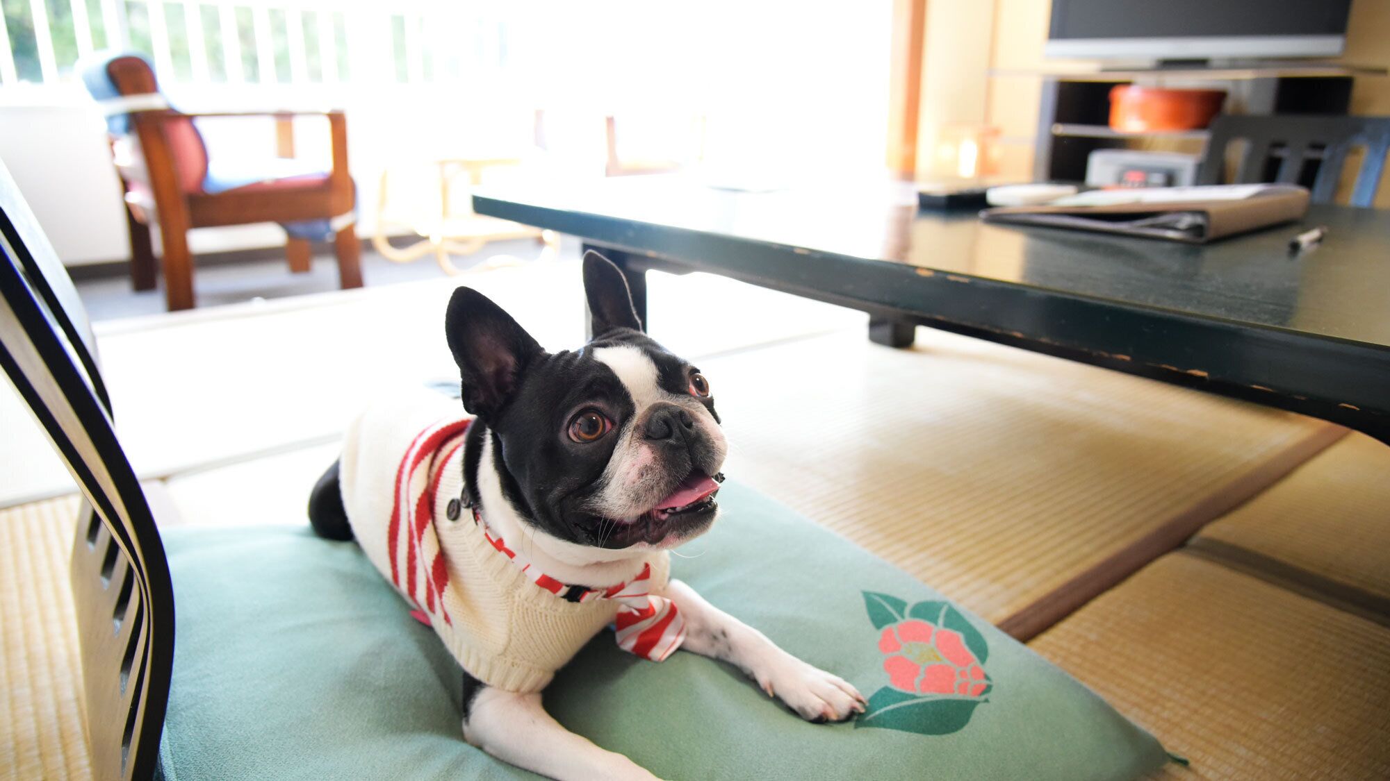 A dog lying on a green cushion with a floral design, in a room with a wooden chair, a table, and a television in the background.