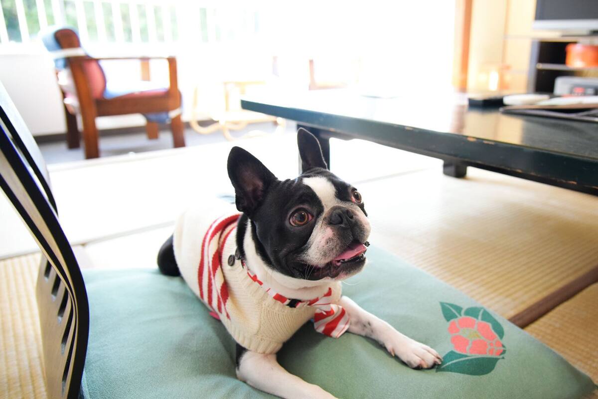 A dog lying on a green cushion with a floral design, in a room with a wooden chair, a table, and a television in the background.
