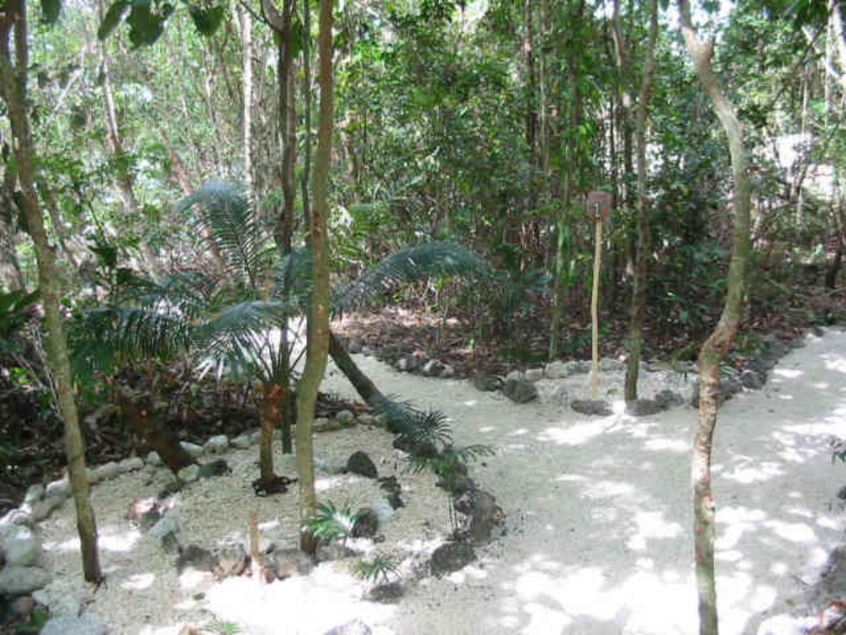 A forested area with a dirt path, rocks, and various trees.