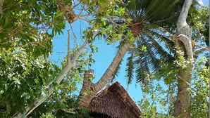 A hammock strung between trees, a thatched-roof hut, and lush greenery. - Tranquility Island Resort (Moso Island)