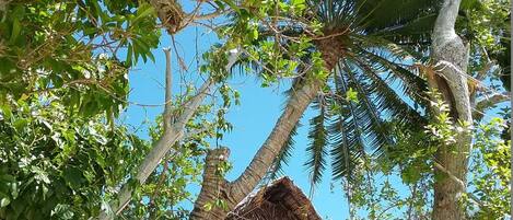 Bungalow, có phòng tắm riêng | Két bảo mật tại phòng, trang trí khác biệt