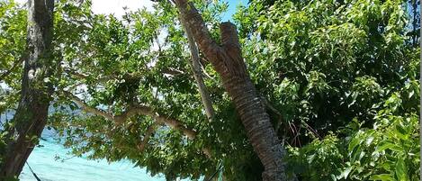 A hammock tied between trees on a sandy beach with a clear view of the ocean.