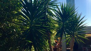 A tree with long, spiky leaves in a courtyard with a building in the background. - Villa Roma on Capri - GC (Surfers Paradise)