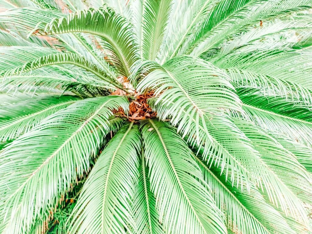 Eine Nahaufnahme einer Palme mit einem zentralen Stamm und mehreren nach außen strahlenden Wedeln.