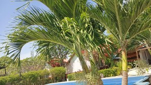 Une piscine entourée de palmiers et de différentes espèces de plantes.