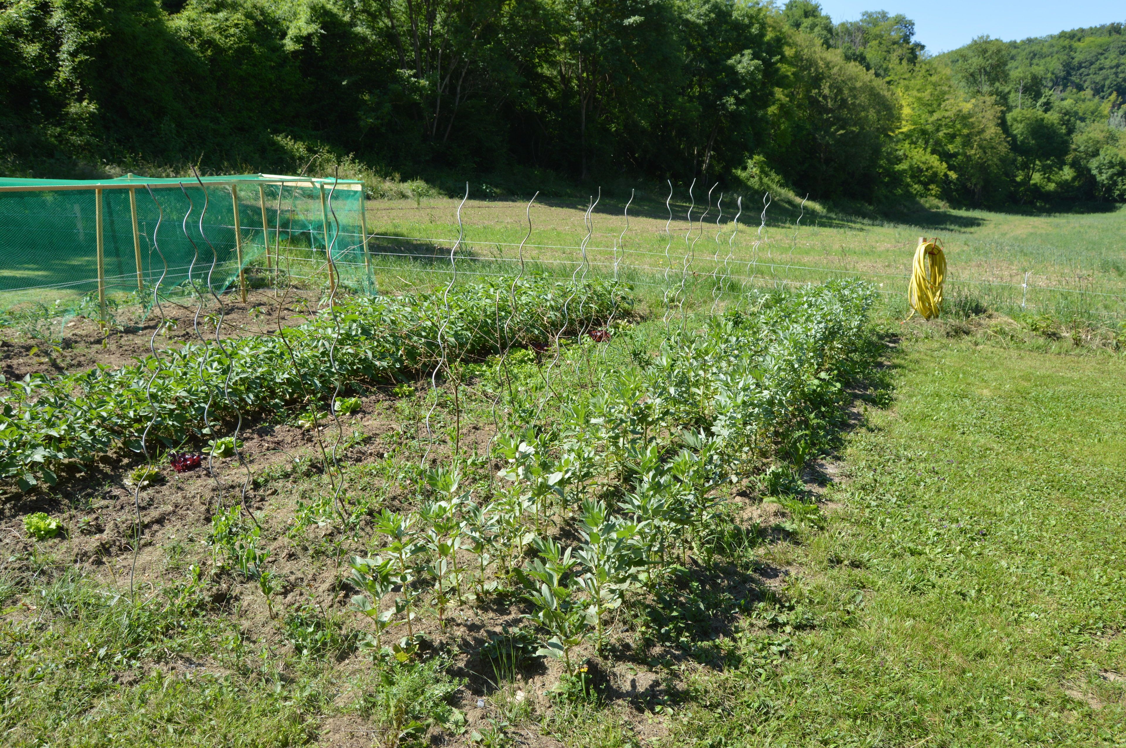 Un potager avec des rangées de plantes et une clôture verte.