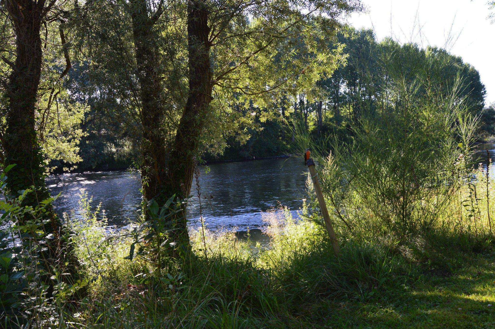 Un río rodeado de vegetación exuberante y árboles.