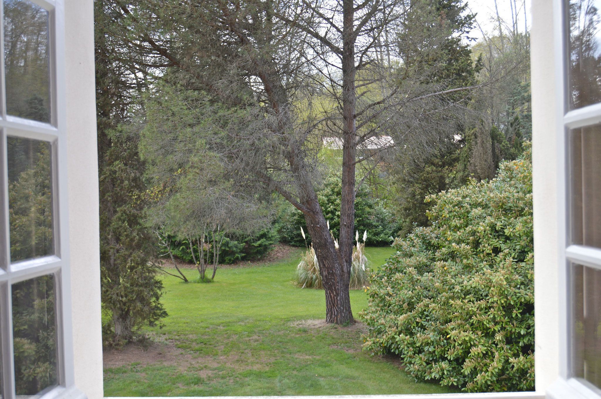 A view through a window of a garden with a large tree, a lawn, and a hedge.