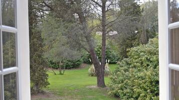 A view through a window of a garden with a large tree, a lawn, and a hedge.