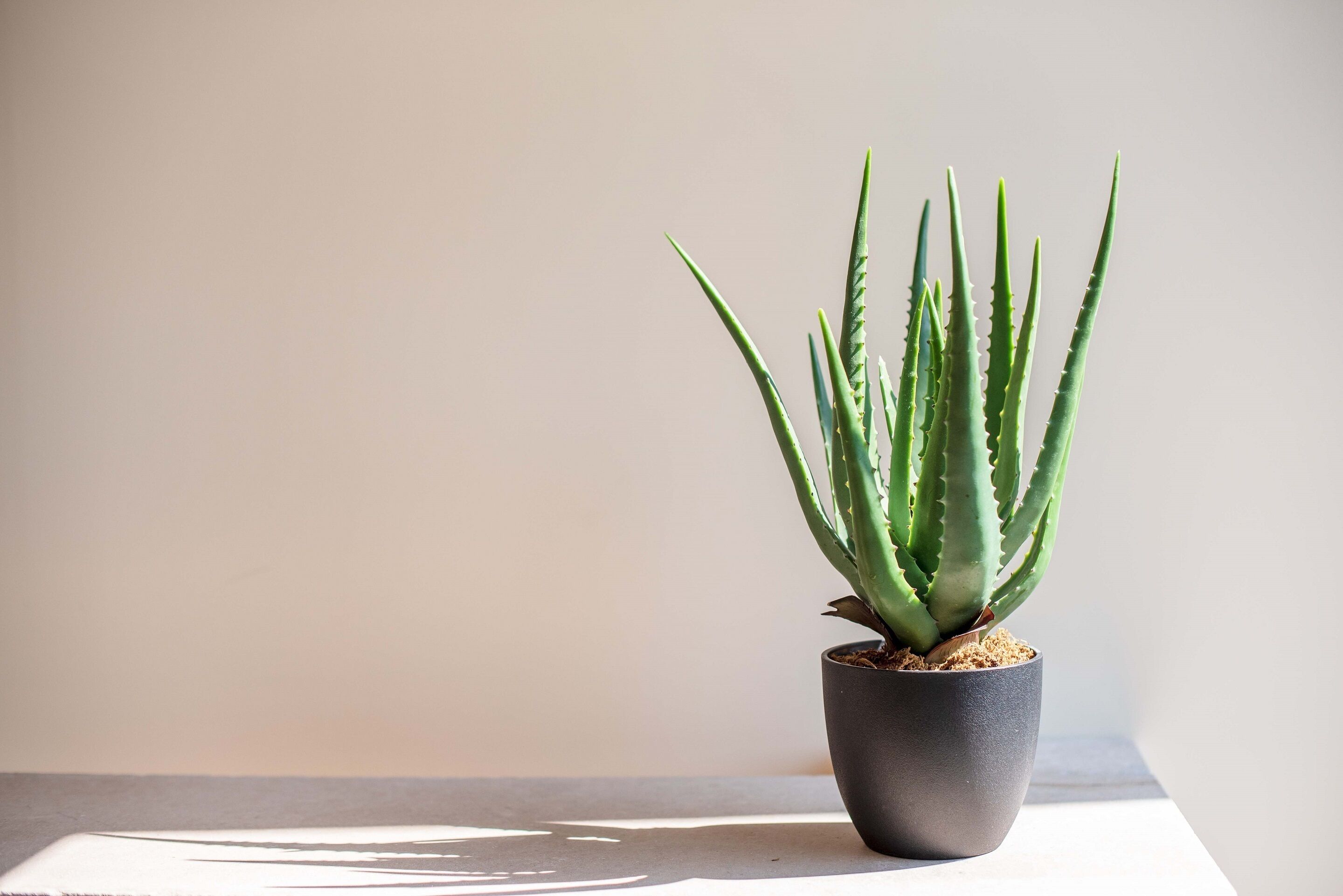 Una planta de aloe vera en maceta sobre una superficie blanca frente a una pared lisa.