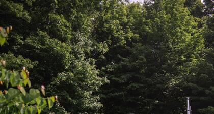 Secluded, Clean Yurt, Retreat on a Forest Farm