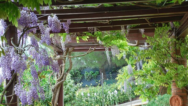 A garden with a pergola, potted plants, and a brick pathway. - A wonderful country house in the heart of Chianti (Panzano In Chianti)