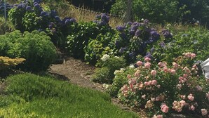 A garden with various flowers and greenery, a stone wall, and a wooden fence.