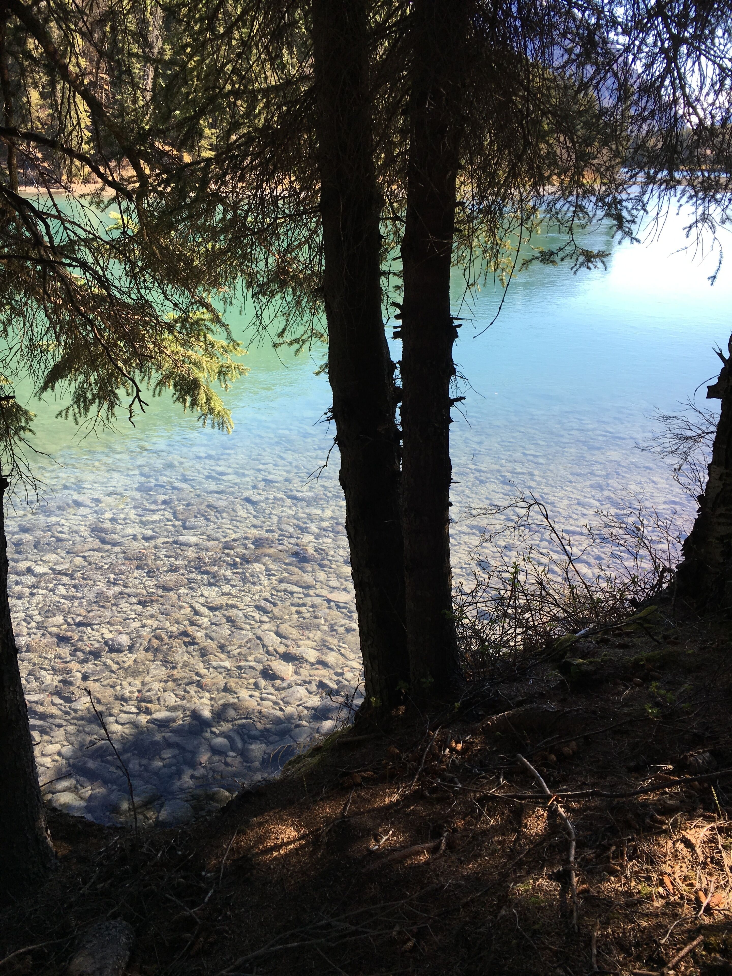 Eine natürliche Landschaft mit Bäumen und einem klaren Gewässer.