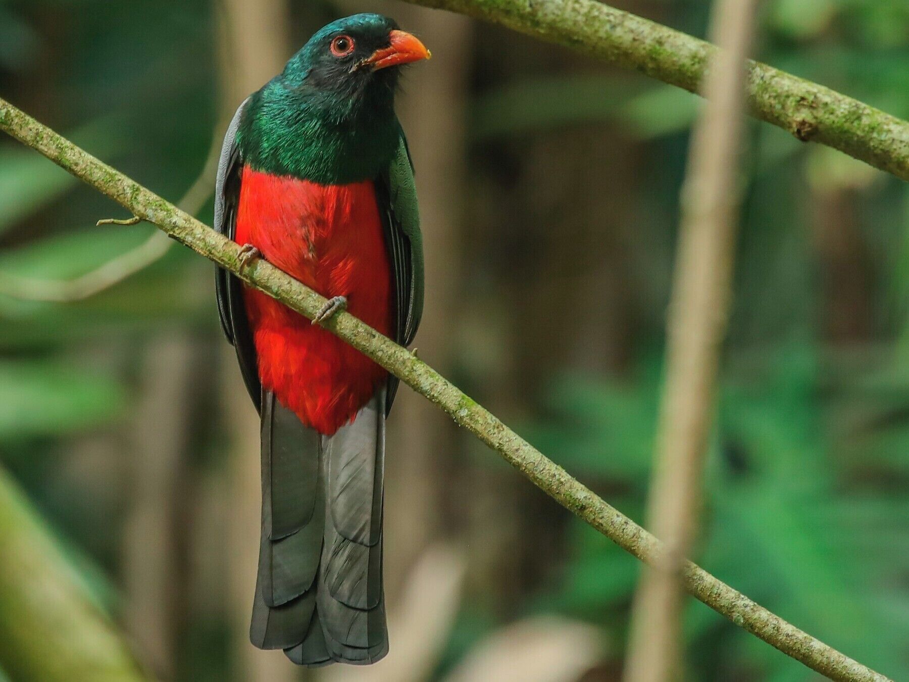 A bird perched on a branch.
