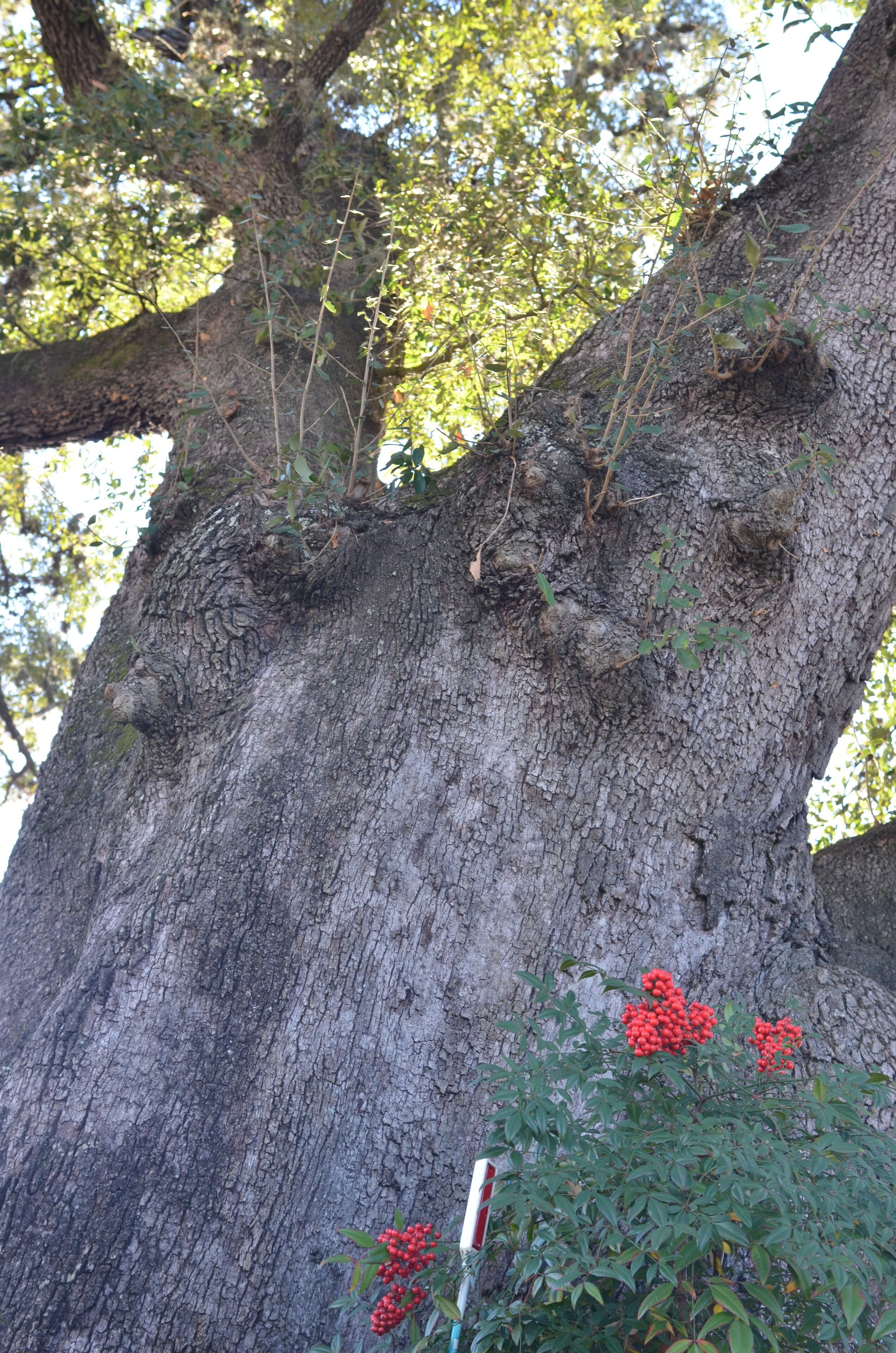 A large tree trunk with a textured bark surface and some green foliage at the top.