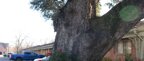 A tree with a large trunk and branches, parked cars, and a building in the background.
