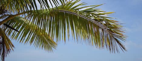 1 chambre, fer et planche à repasser, Wi-Fi gratuit