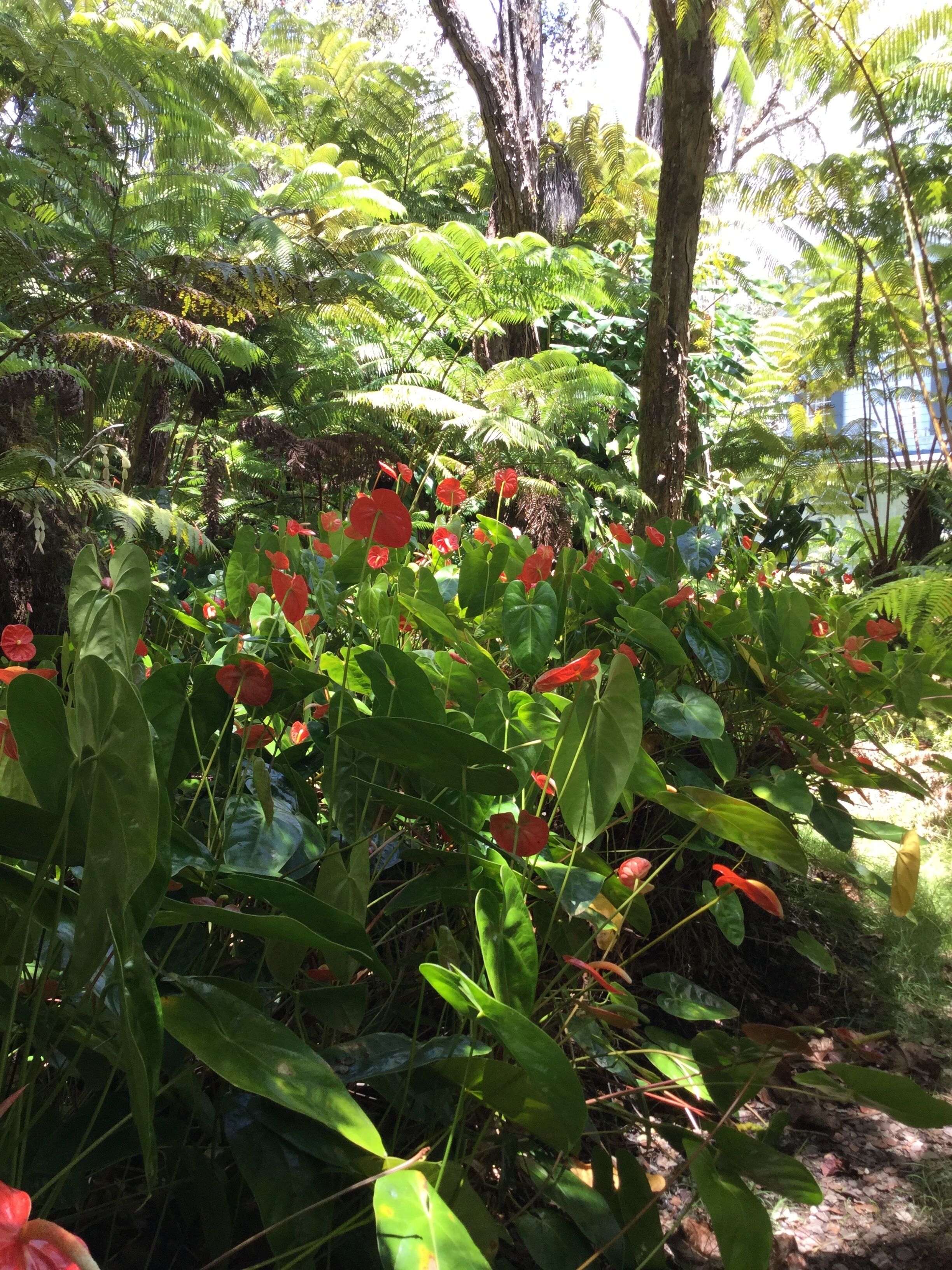 A lush garden with various plants and trees, including ferns and broadleaf plants.