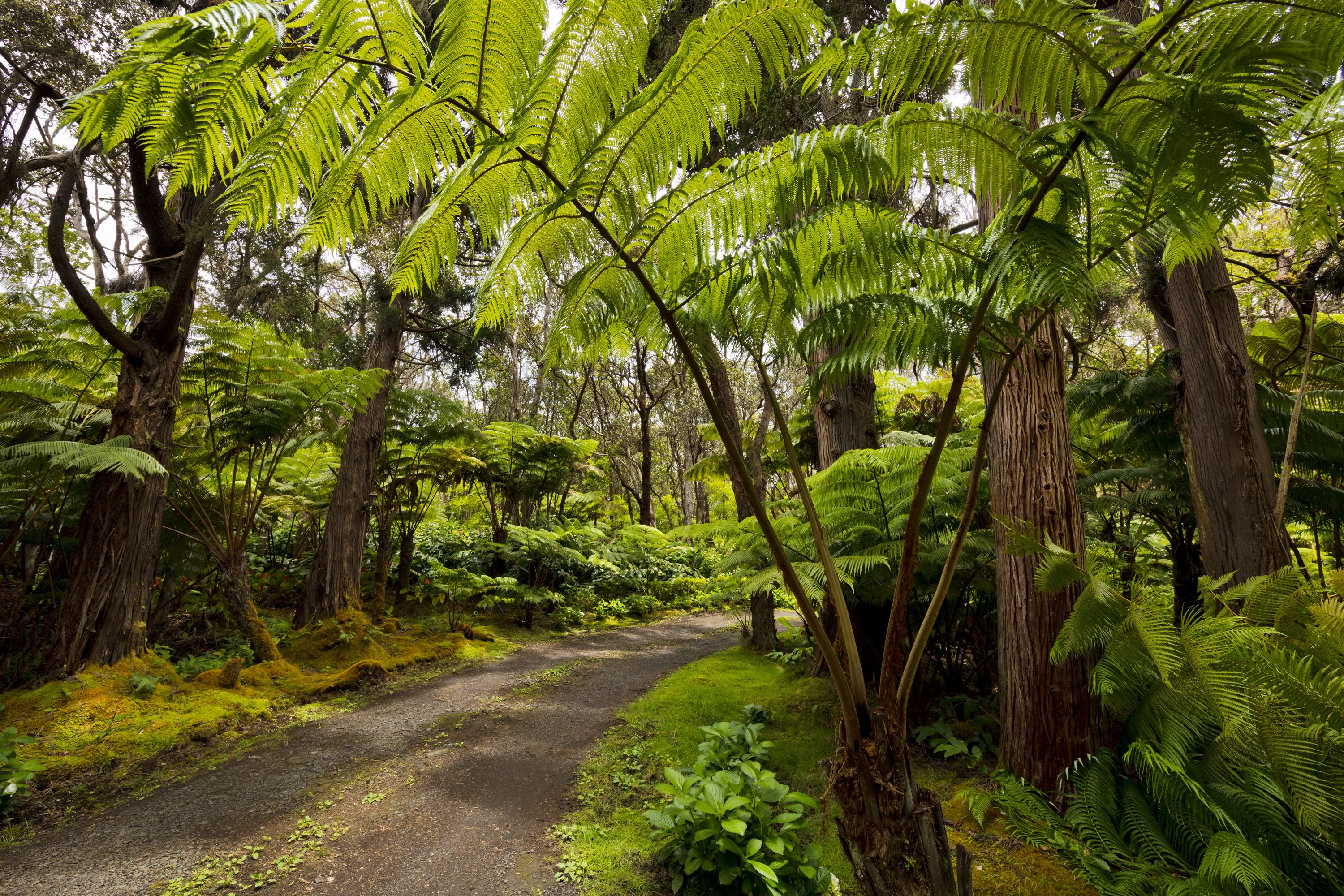 A forested path surrounded by large trees and ferns.