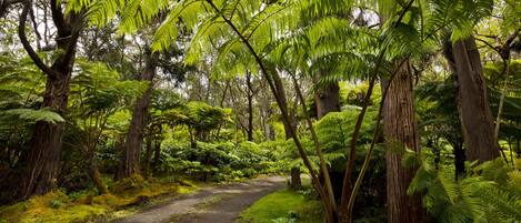 A forested path surrounded by large trees and ferns.