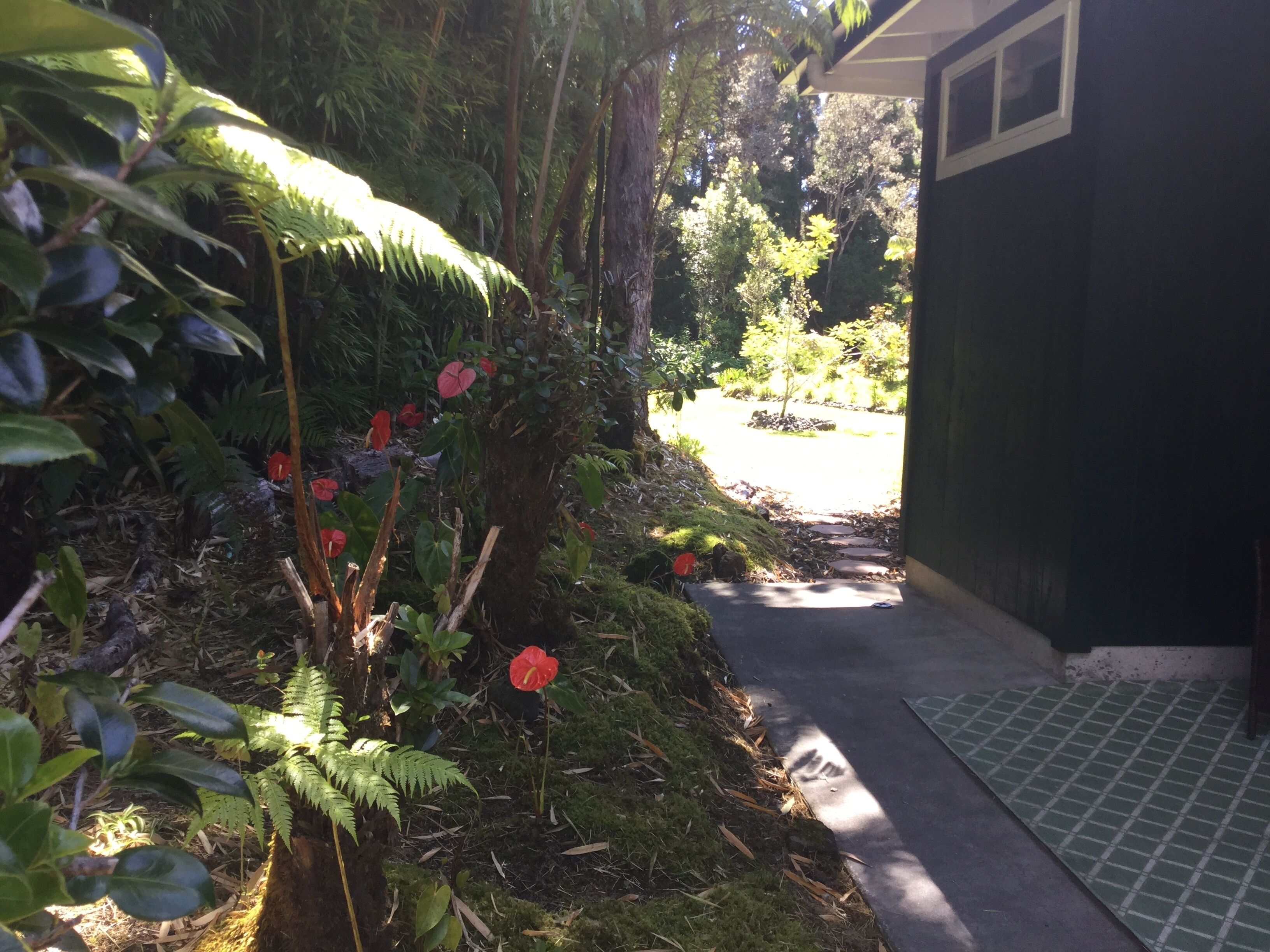 A pathway leading to a building with a green exterior, surrounded by lush greenery and ferns.