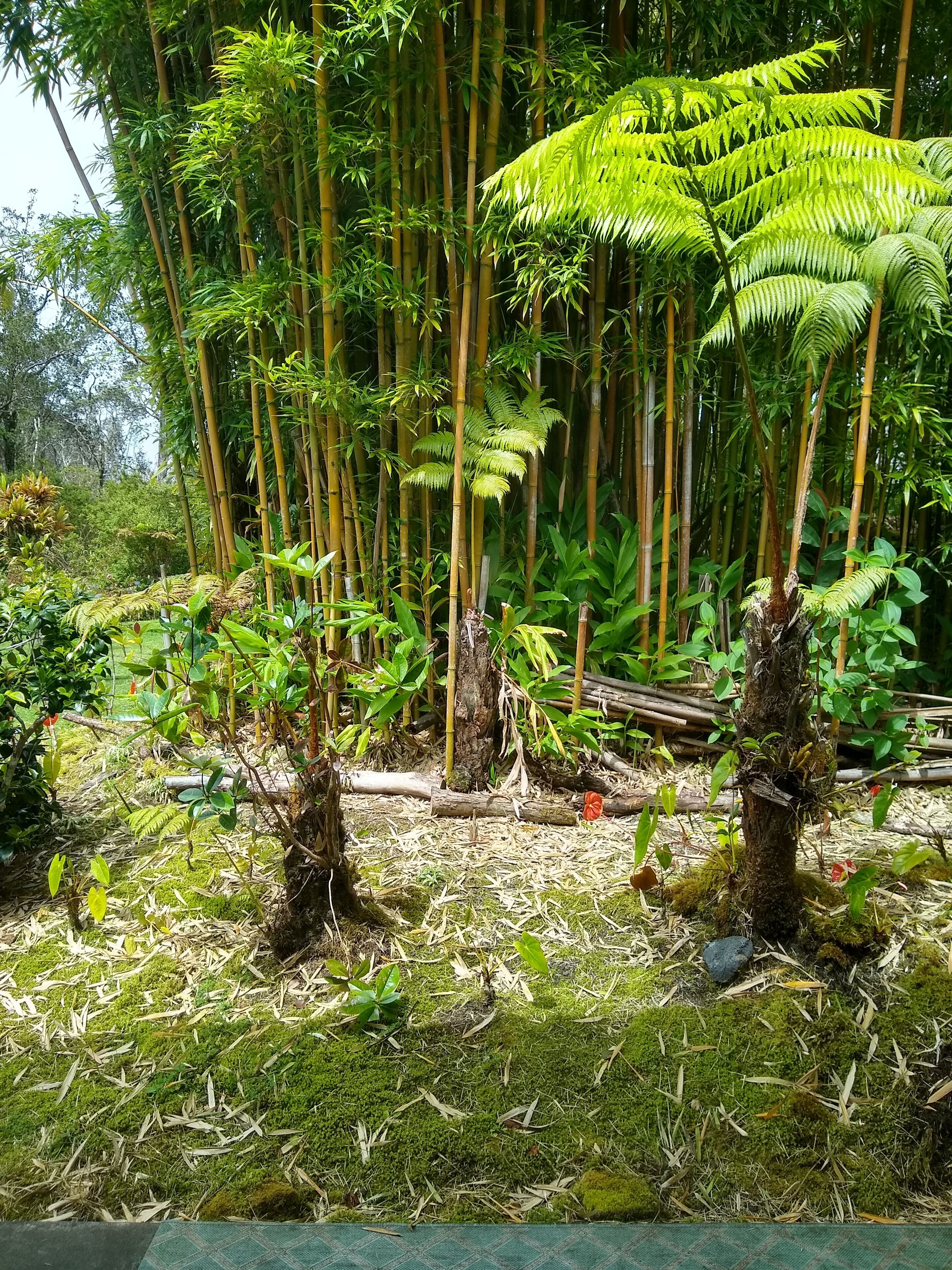 A dense bamboo forest with a moss-covered ground and a variety of ferns.