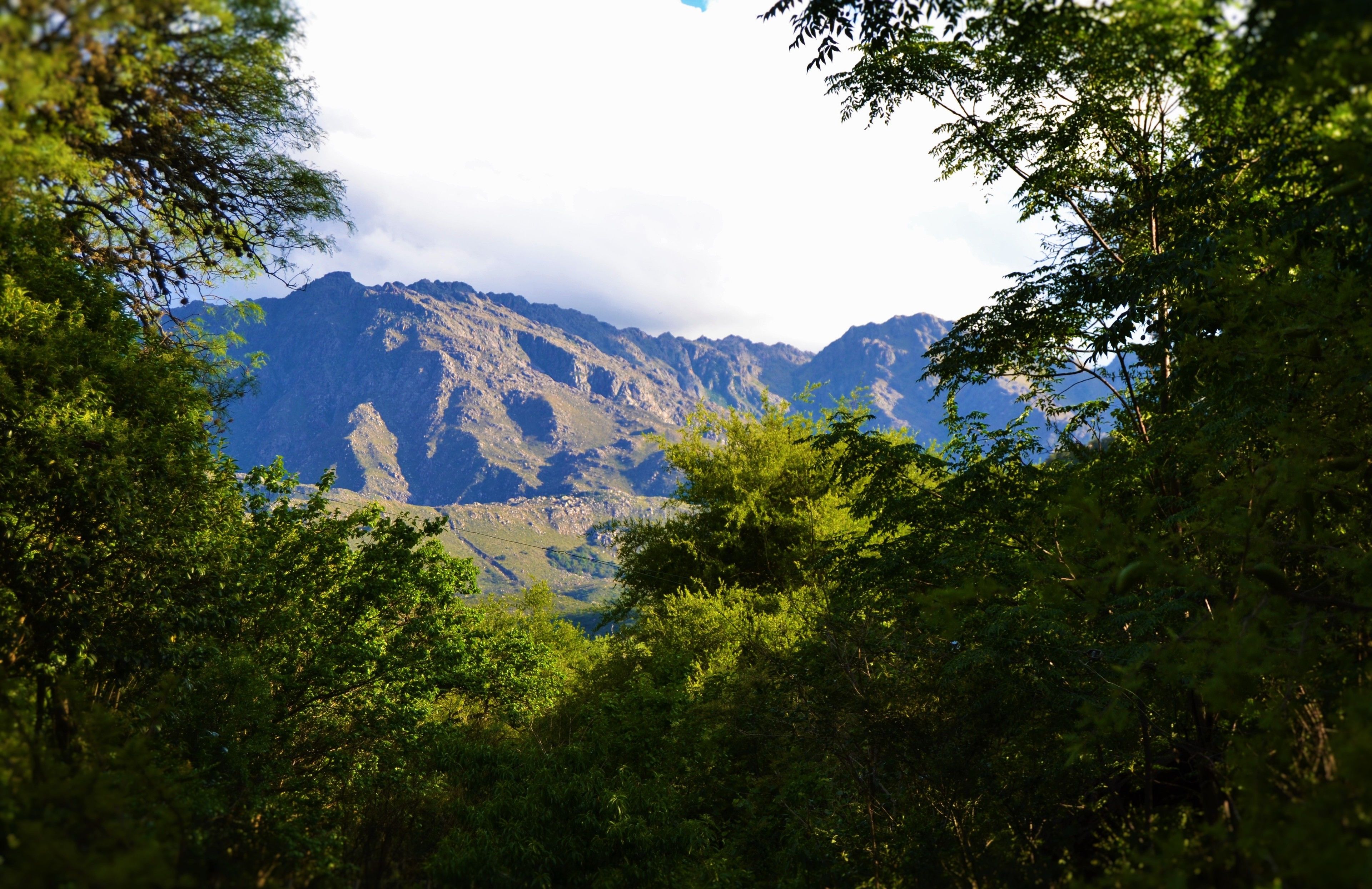 Un paysage montagneux, avec une forêt dense au premier plan.