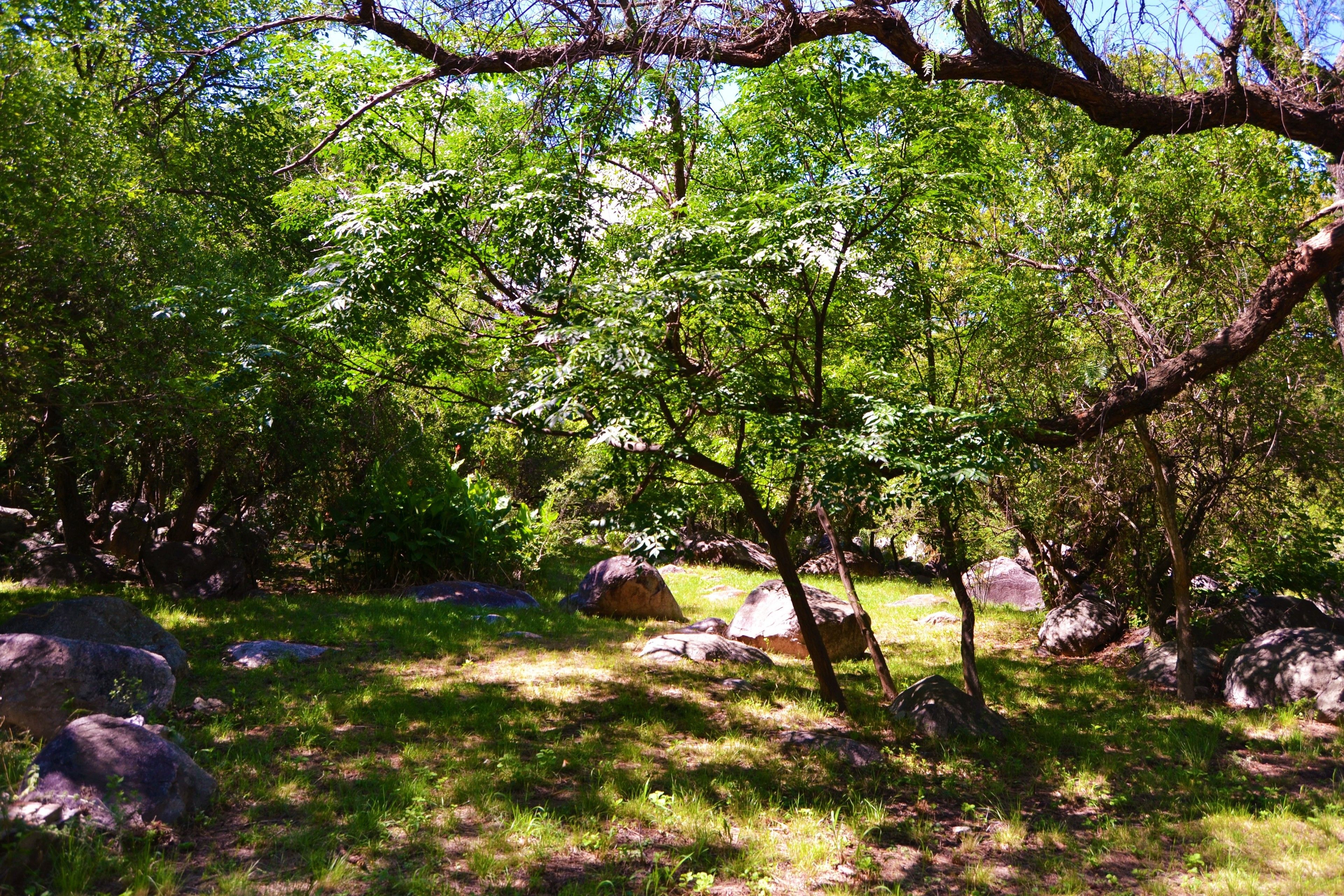 A natural outdoor area with trees and rocks.