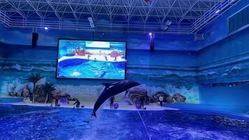 An indoor aquatic performance with a dolphin leaping, a large screen displaying an ocean scene, and a stage with a backdrop of rocks and palm trees.