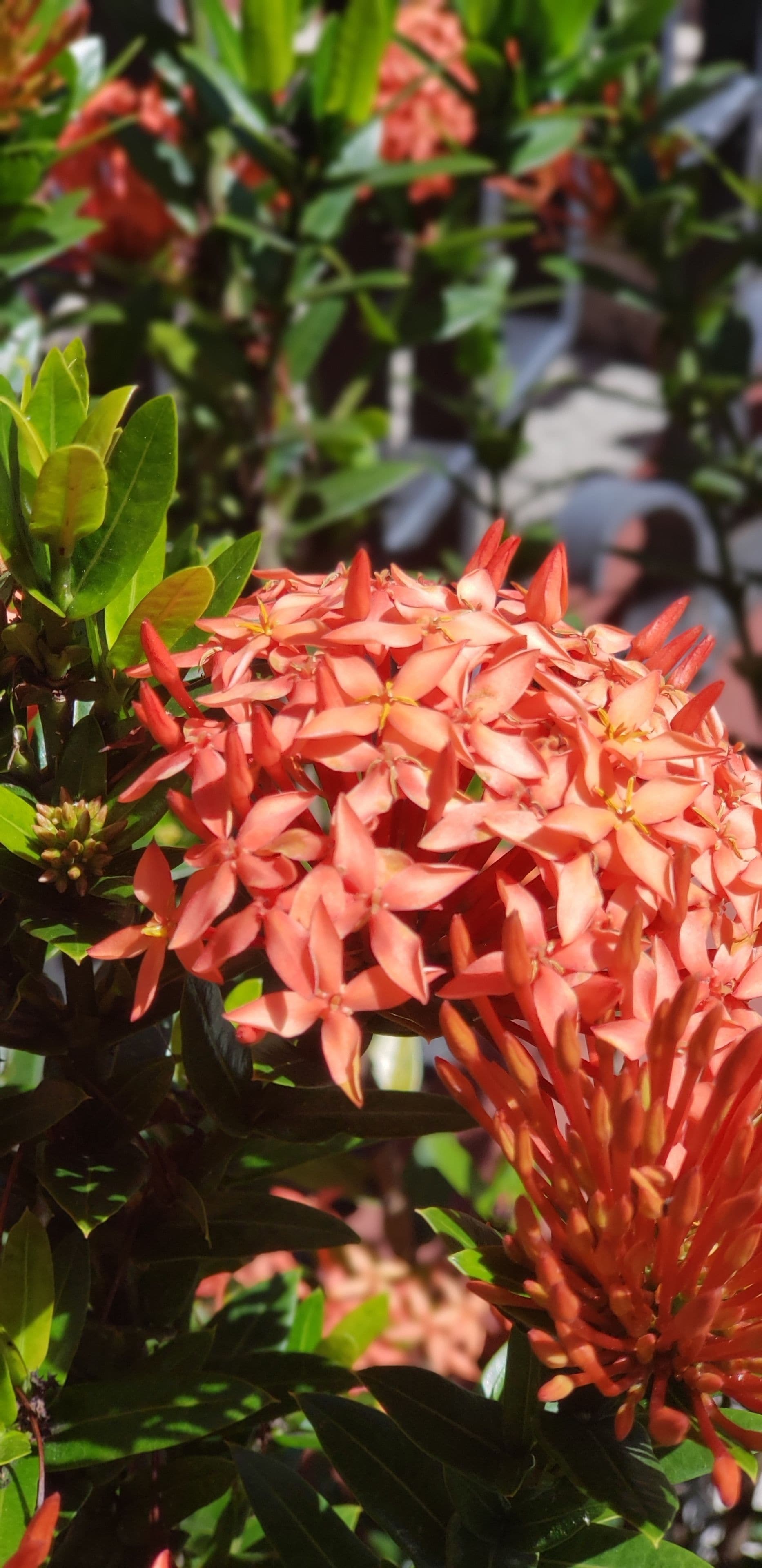 Photo - ALAJUELA CITY Hotel & Guest House