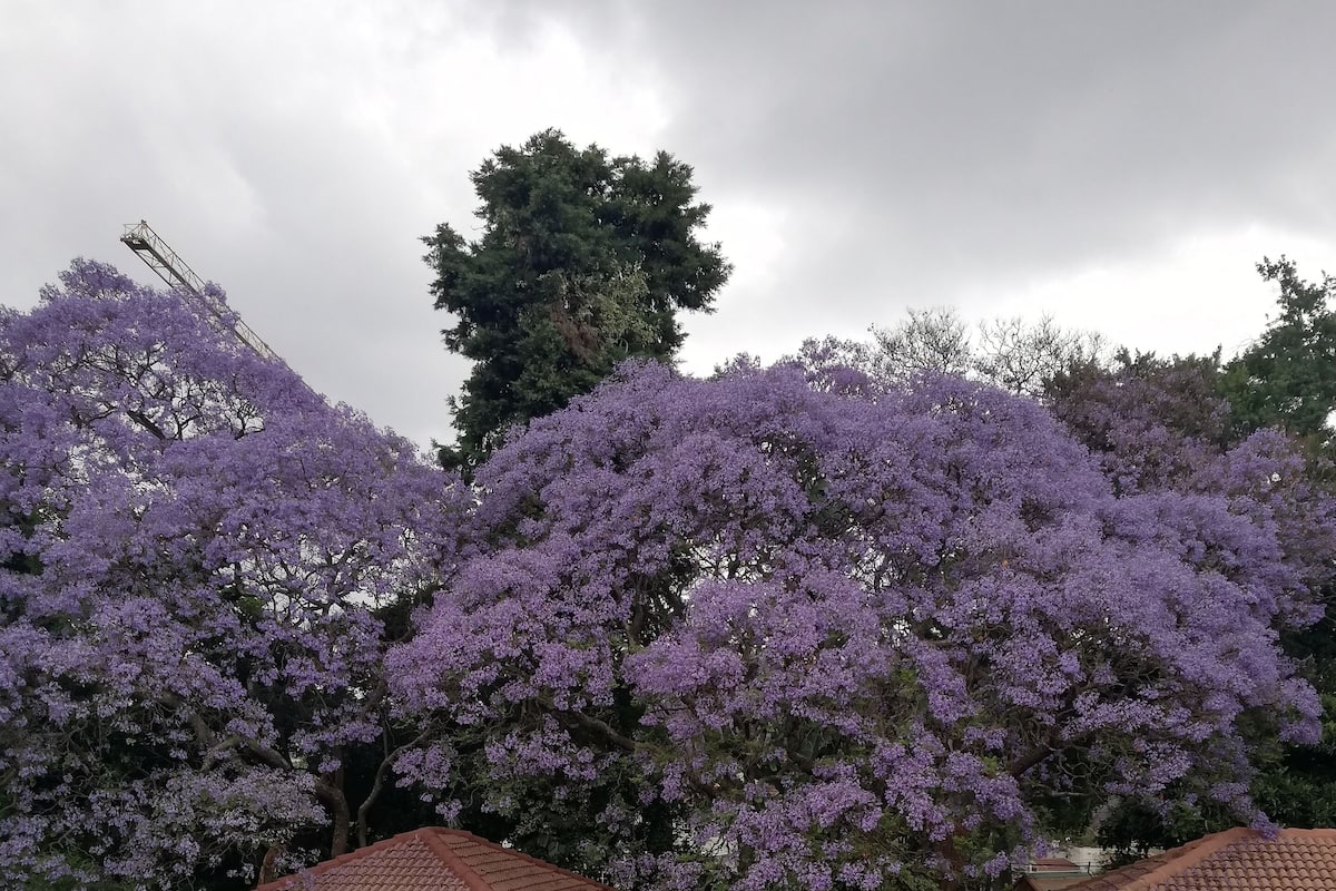 Junior Suite, Balcony, Garden View | View from room