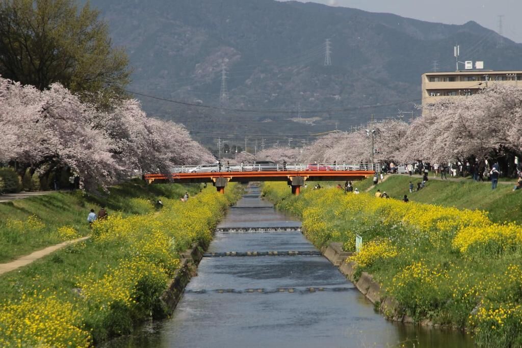 A bridge over a canal with cherry blossoms and a mountainous backdrop.