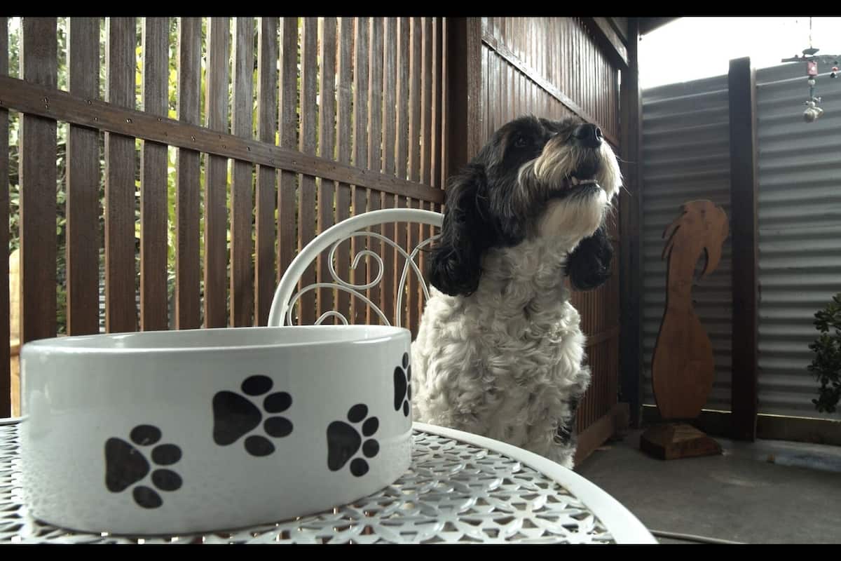 A dog sitting at a table with a bowl.