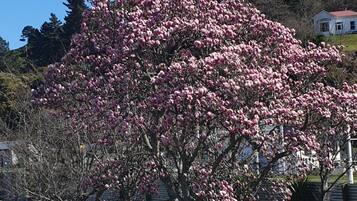 Een boom met roze bloemen in een woonwijk.