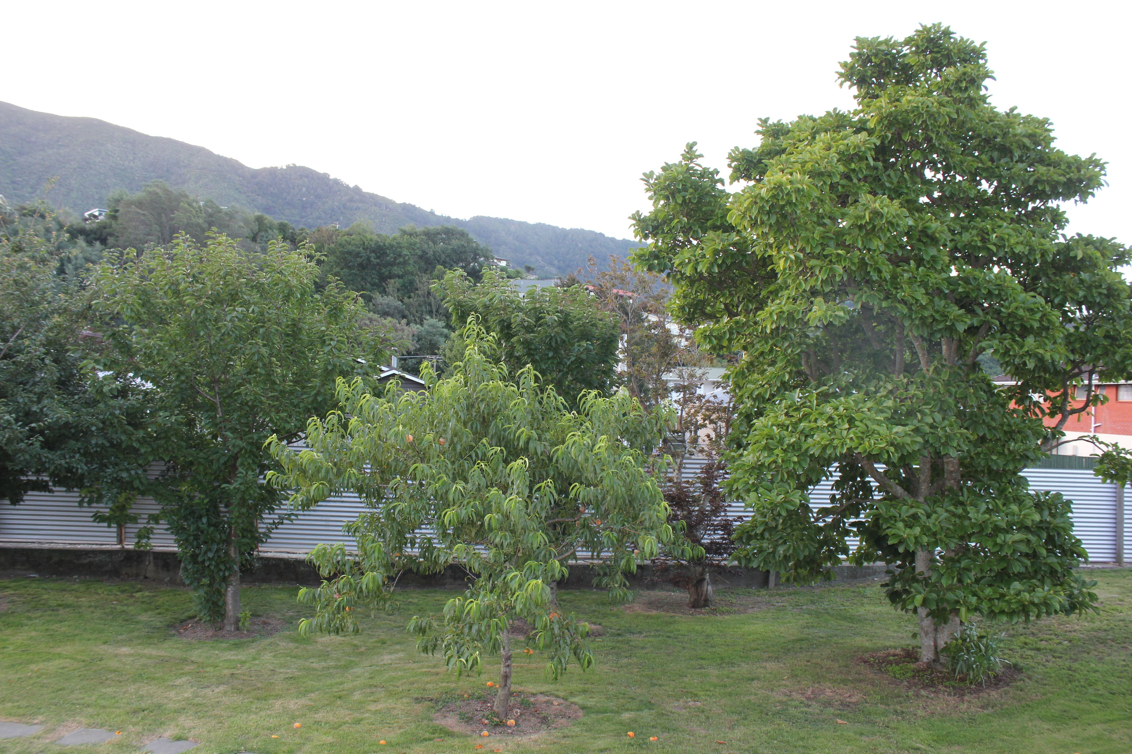 Uma área gramada com várias árvores e um edifício ao fundo.