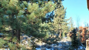 A forested area with a wooden bridge and a clear sky.
