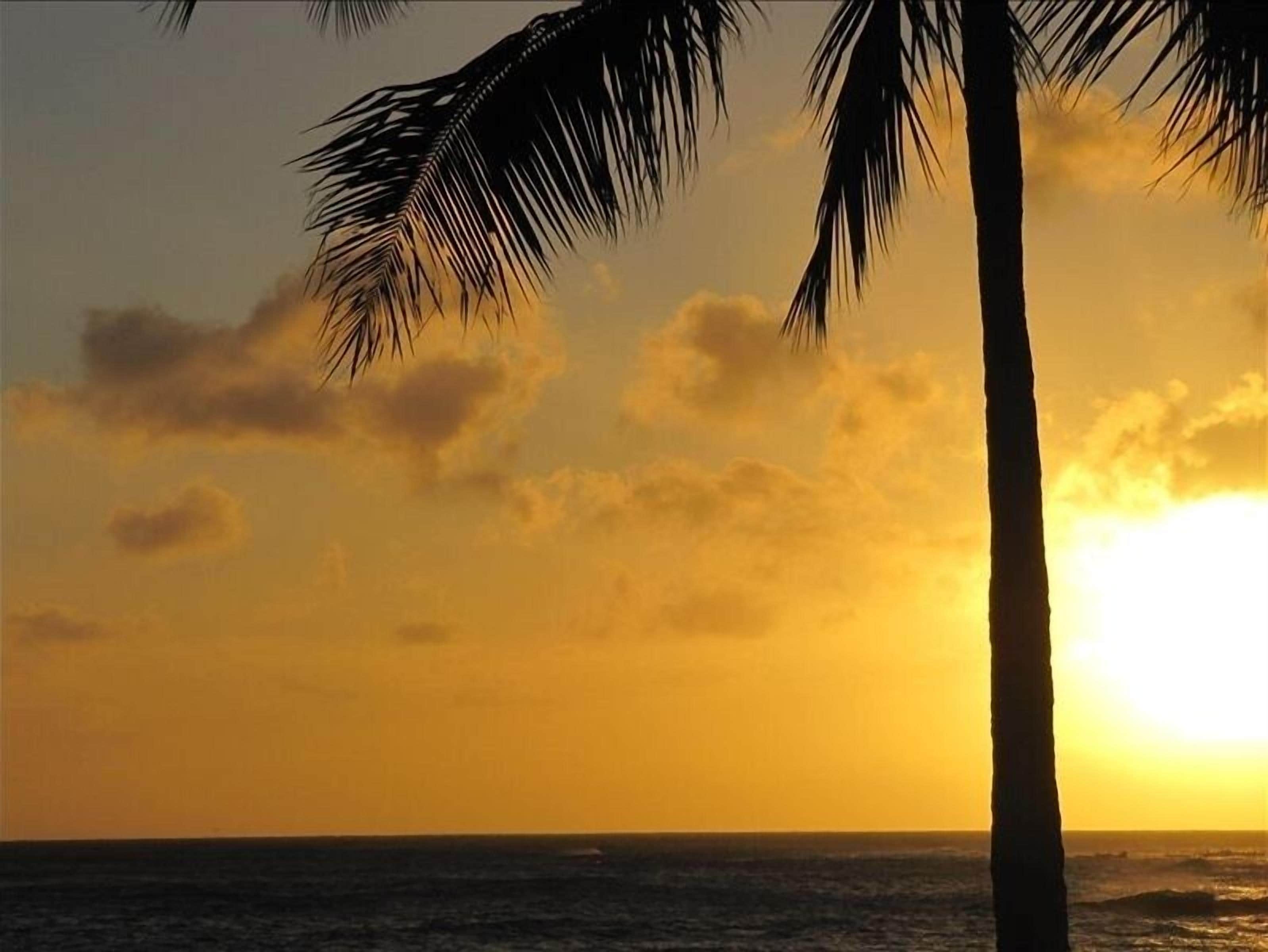A sunset over the ocean with a palm tree in the foreground.