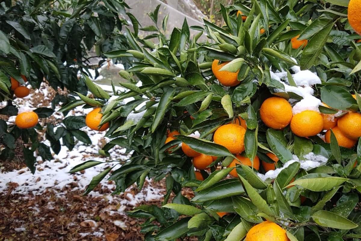 ROOM B (Tangerine) | 園景